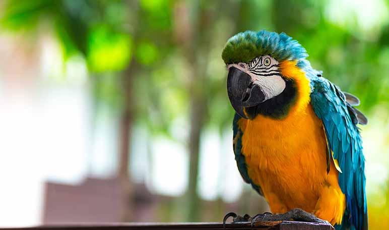 10 curiosidades sobre los animales exóticos que quizás no conoces - Apréndete