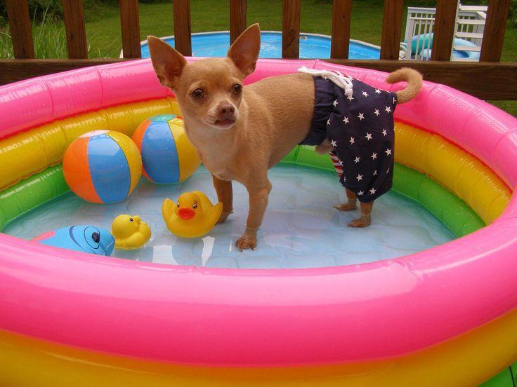 chihuahua en piscina