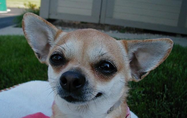 ojos de chihuahua feliz