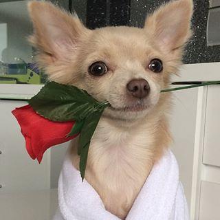 chihuahua con flor
