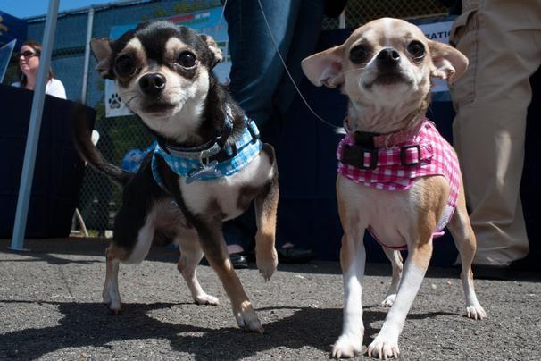 pareja de chihuahuas