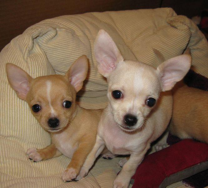 cachorros de chihuahua