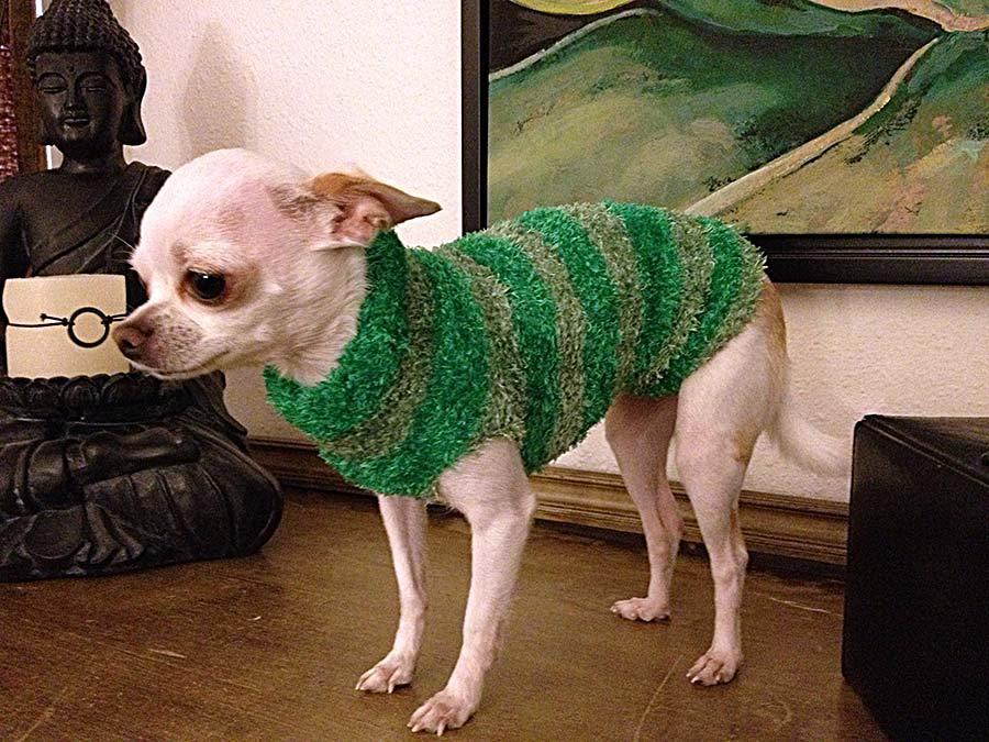 chihuahua con suéter