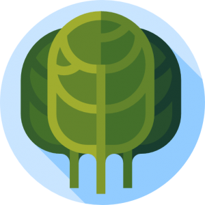 espinacas para la memoria