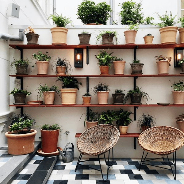 estantes de plantas