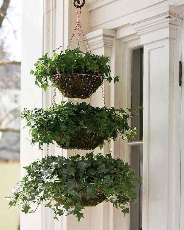 plantas colgantes de terrazas