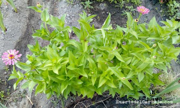 Zinnias creciendo