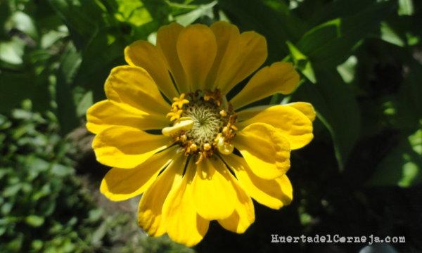zinnia en tonos amarillos