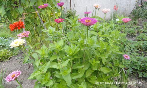 Zinnias en plena floración