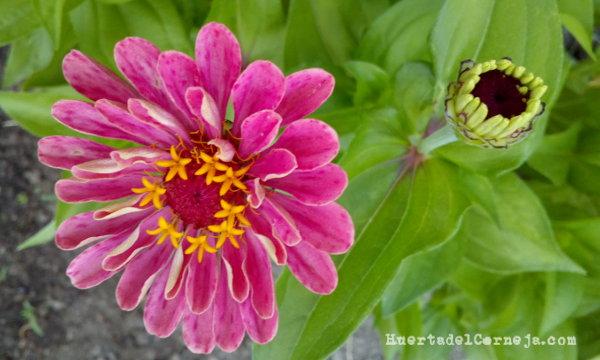 Zinnia spp.