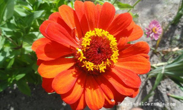 Capítulo floral de cinia con flores liguladas y de disco