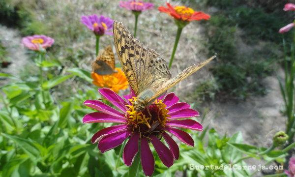 Mariposa libando una flor de cinia