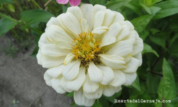 Flor de cinia de color crema