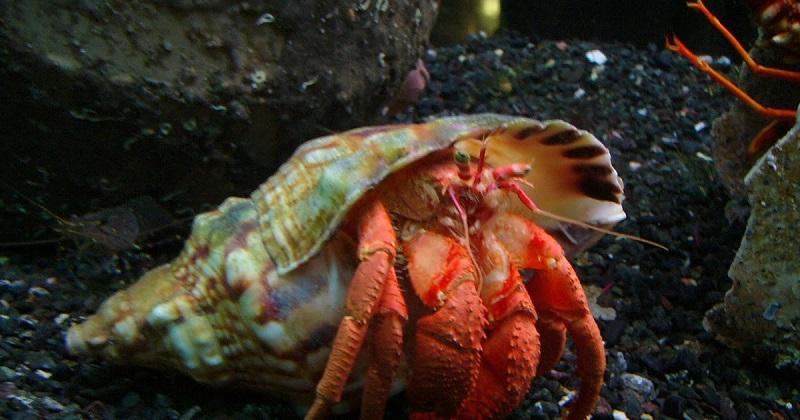 cangrejo ermitaño acuario