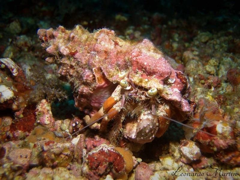 cangrejo ermitaño con concha de caracol