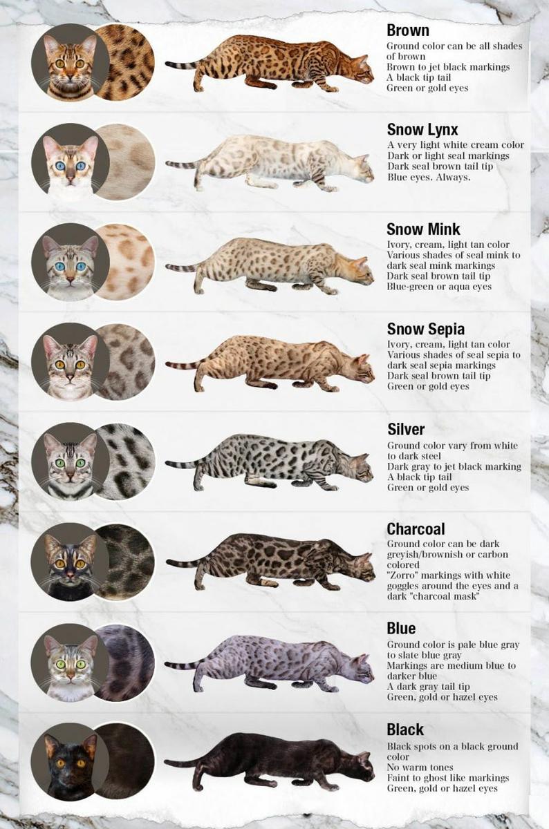 tipos de gato bengali