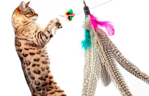juguetes gato bengali lepardlnad