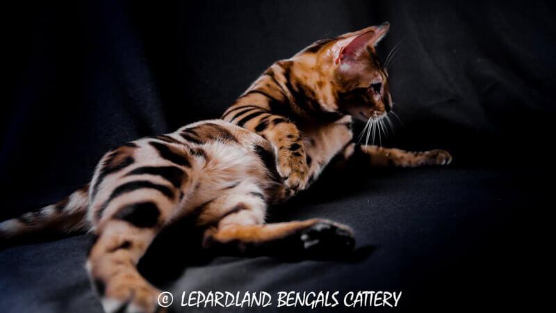 gato bengali gato leopardo