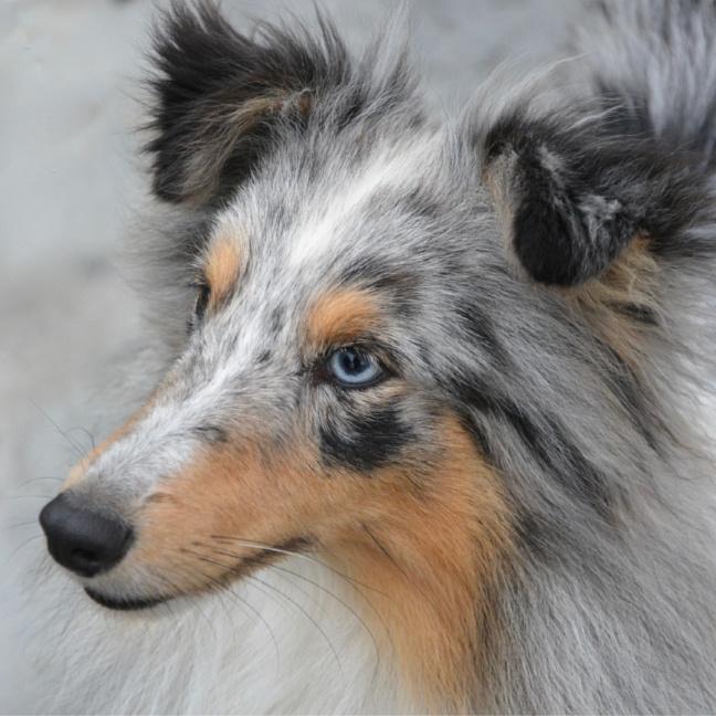 que razas de perros tienen ojos claros