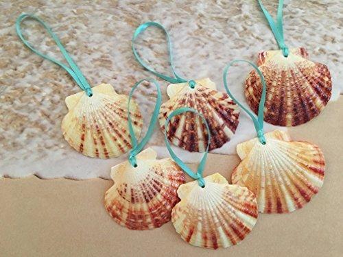 Tropical Seashell Beach Christmas Ornaments with Turquoise Ribbon, Set of 6