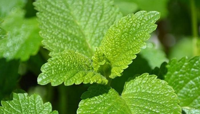 Mata repele mosquitos