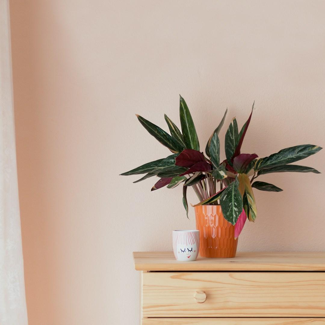 Cambios de otoño - plantas