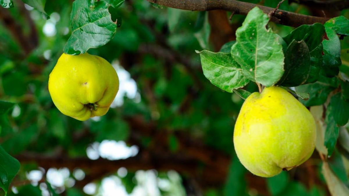 El árbol del membrillo, un uso en cada país | Plantas