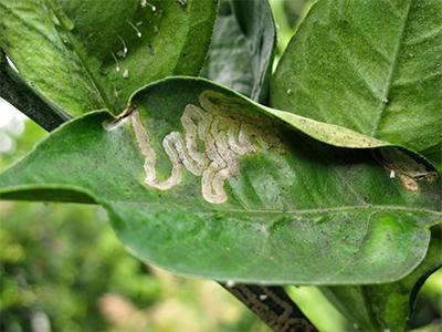 Hoja enferma