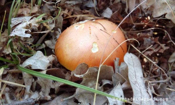 Amanita caesarea