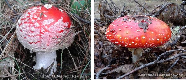 Aspecto normal de A. muscaria, en pinar y en robledal