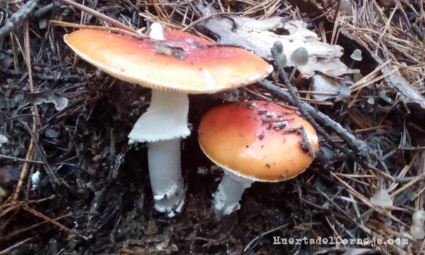 A. muscaria que se asemejan a A. caesarea