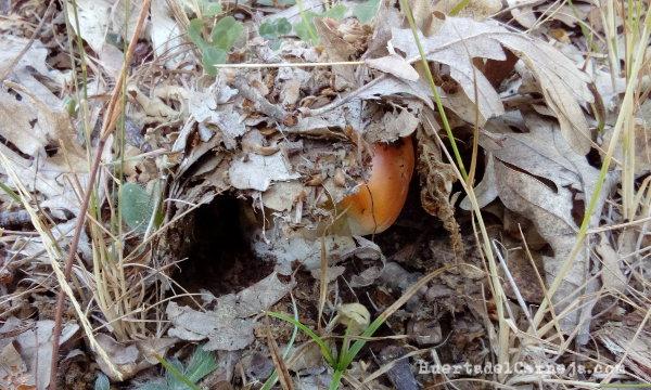 Amanita caesarea, escondida