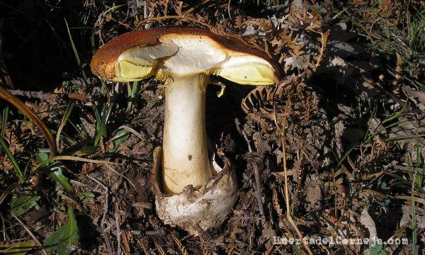 A. caesarea mosdirqueada