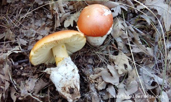 Amanita caesarea