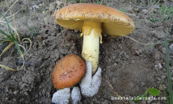 Amanita caesarea