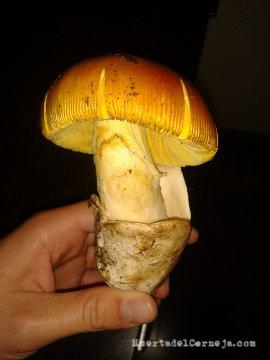 Amanita caesarea