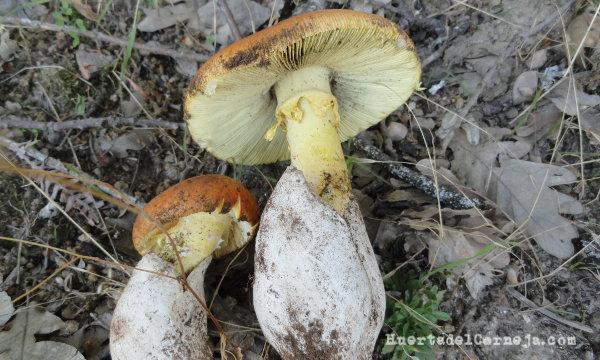 Amanita caesarea