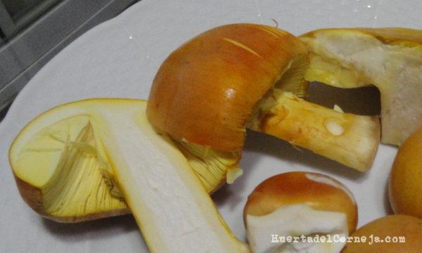 Amanita caesarea