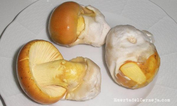 A. caesarea lavadas