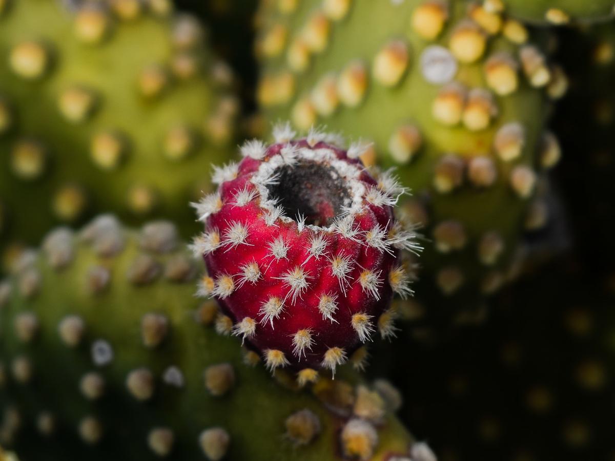 imagen de fruta exotica tuna