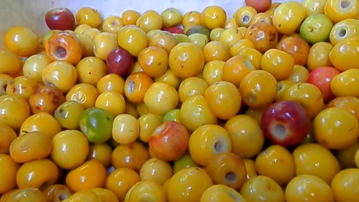 imagen de fruta exotica nance o nanche