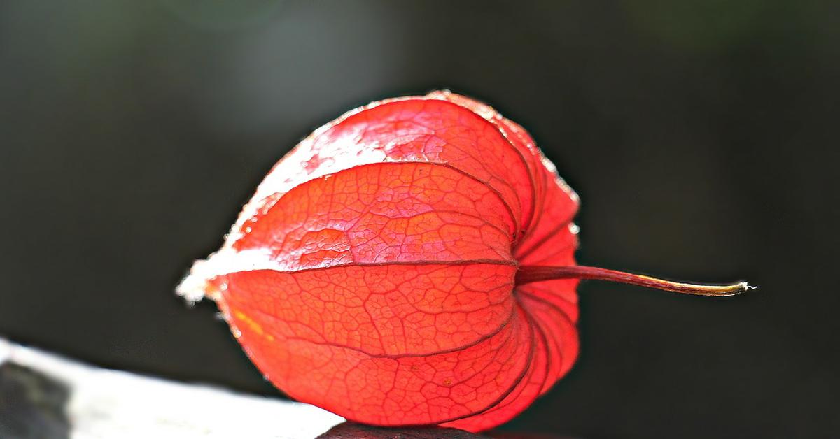 Physalis fruta rara exotica
