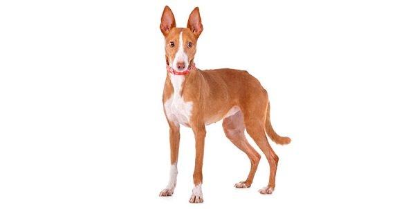 podenco canario