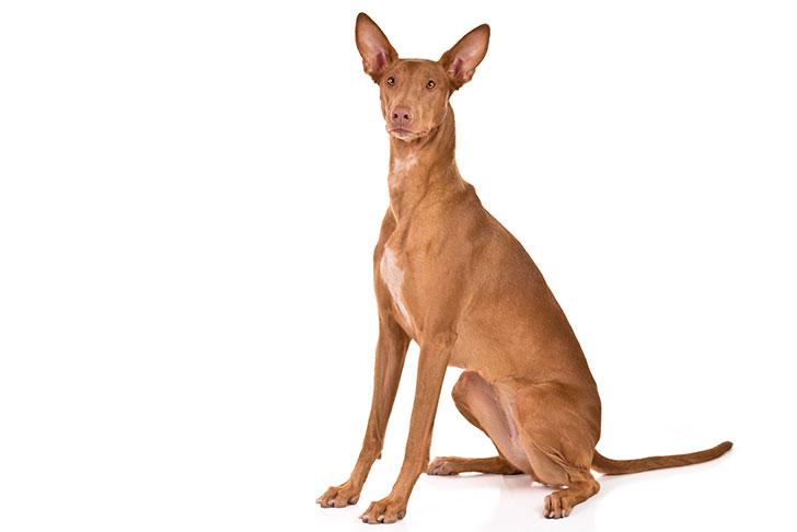 podenco faraónico