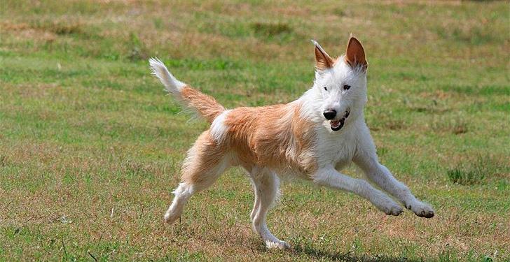 podenco portugués