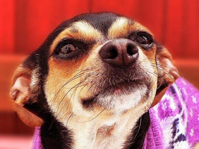 Temperamento de un chihuahua