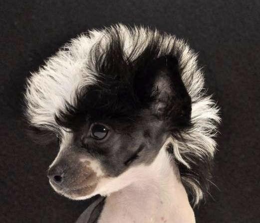 Lo malo del temperamento de un chihuahua