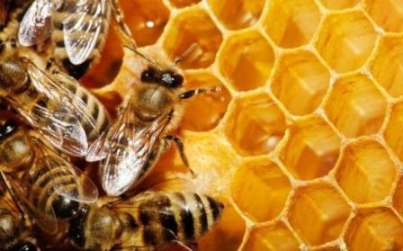 5 Remedios Caseros Para Subir Las Defensas - jalea real