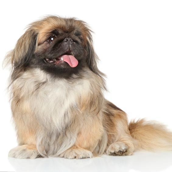 razas de perros pequeños