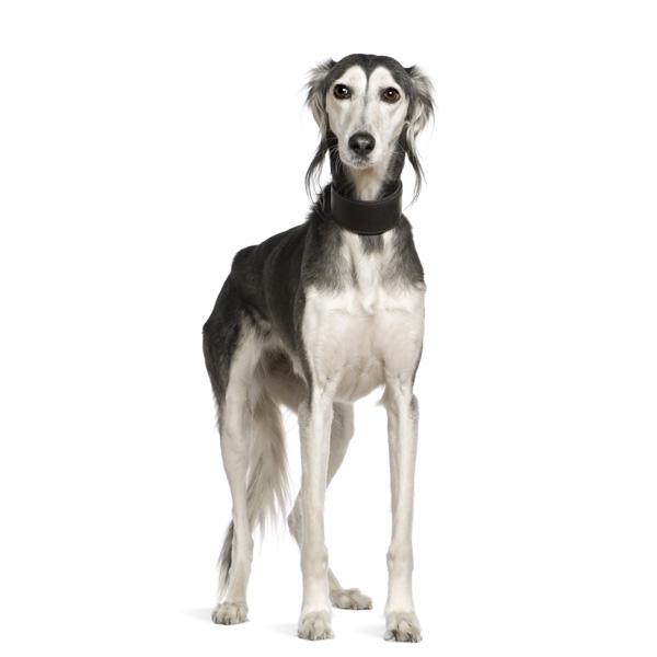 razas de perros más antiguas